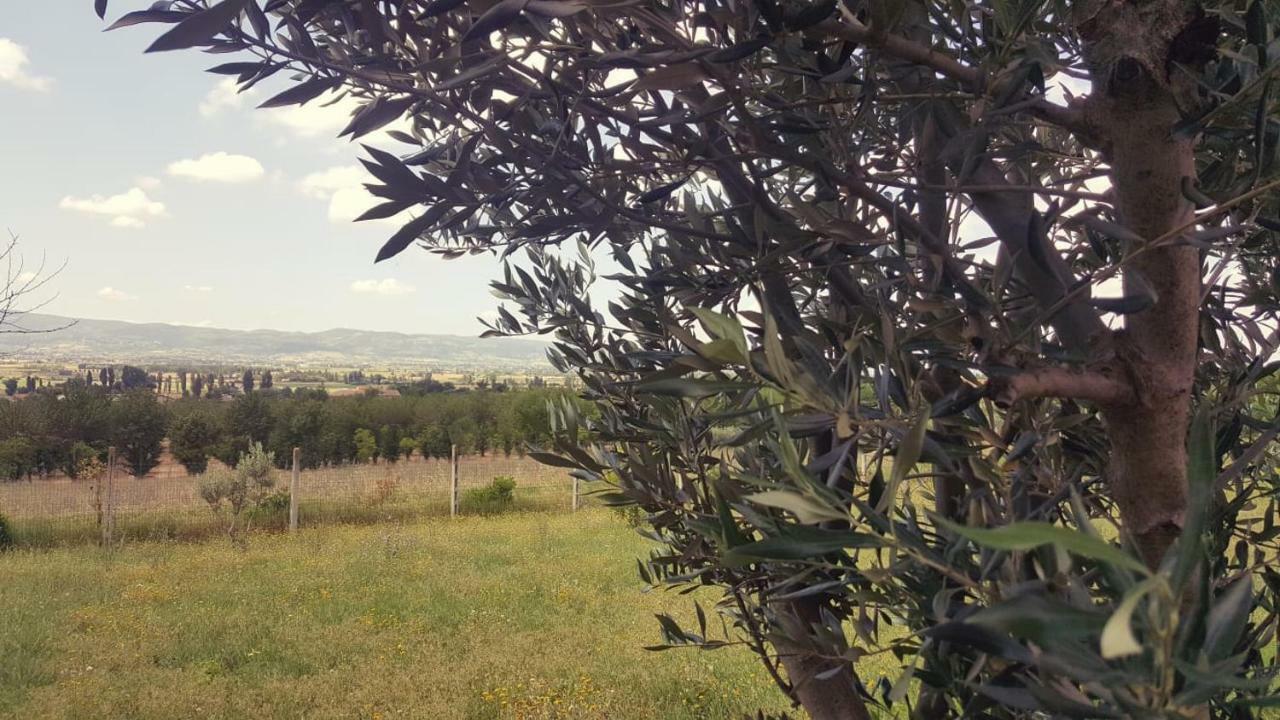 Bed and Breakfast Le querce di mamre Passaggio di Assisi Esterno foto